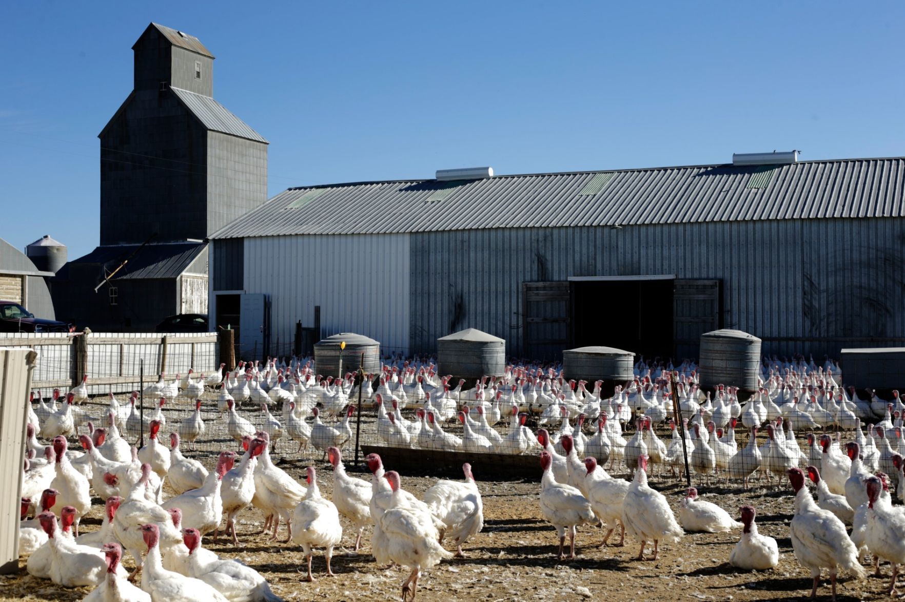 Hutterite turkeys